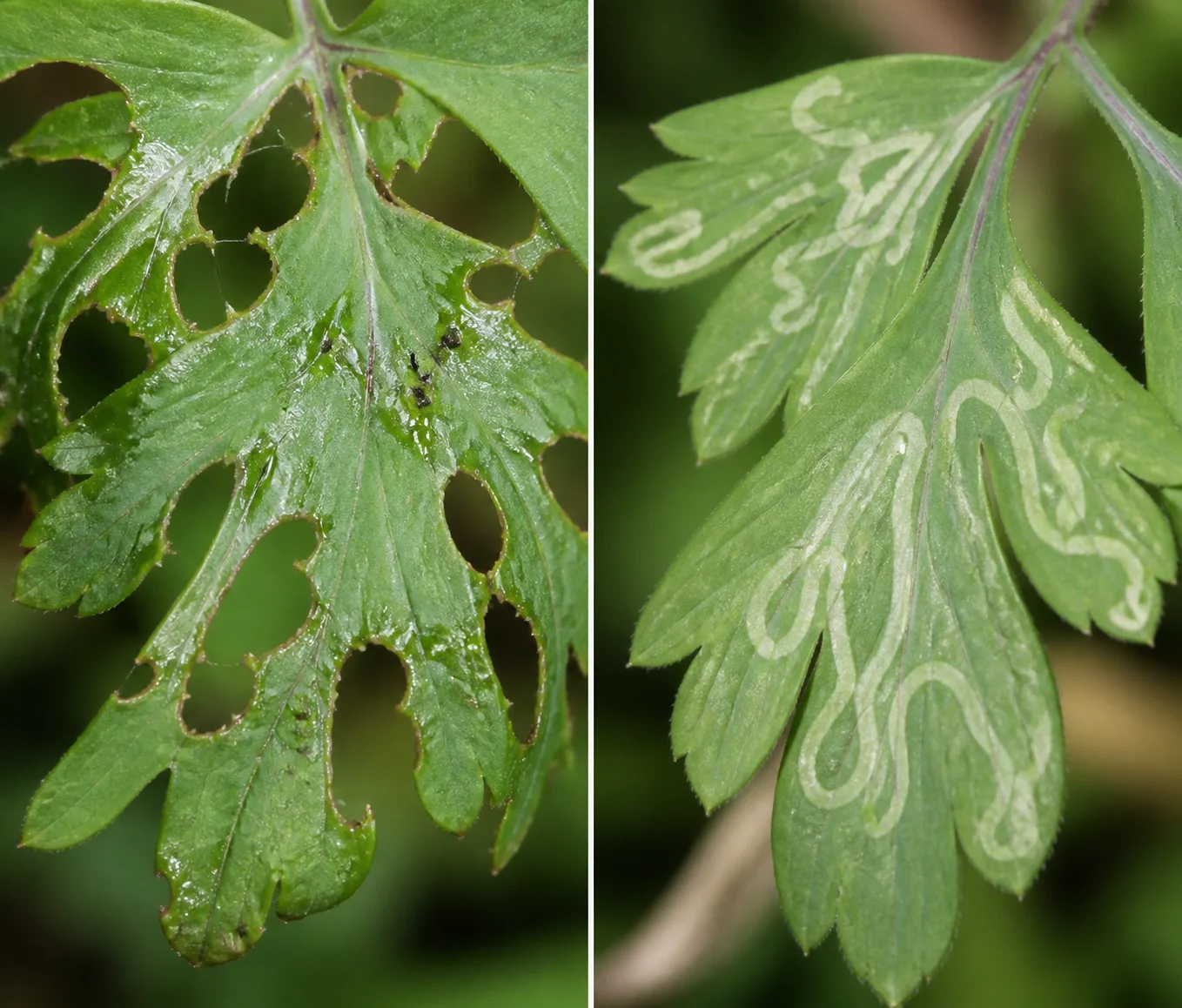 Side-by-side Bleeding Heart leaflet comparison showing ragged slug-chewed holes with slime trails and pale winding leaf miner tunnels