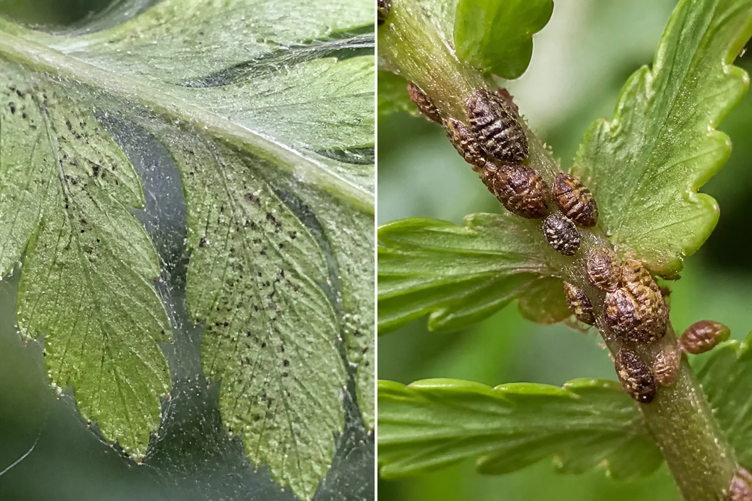 Side-by-side Boston Fern pest comparison showing fine spider mite webbing and stippling on a leaflet next to brown scale insect bumps clustered along a stem