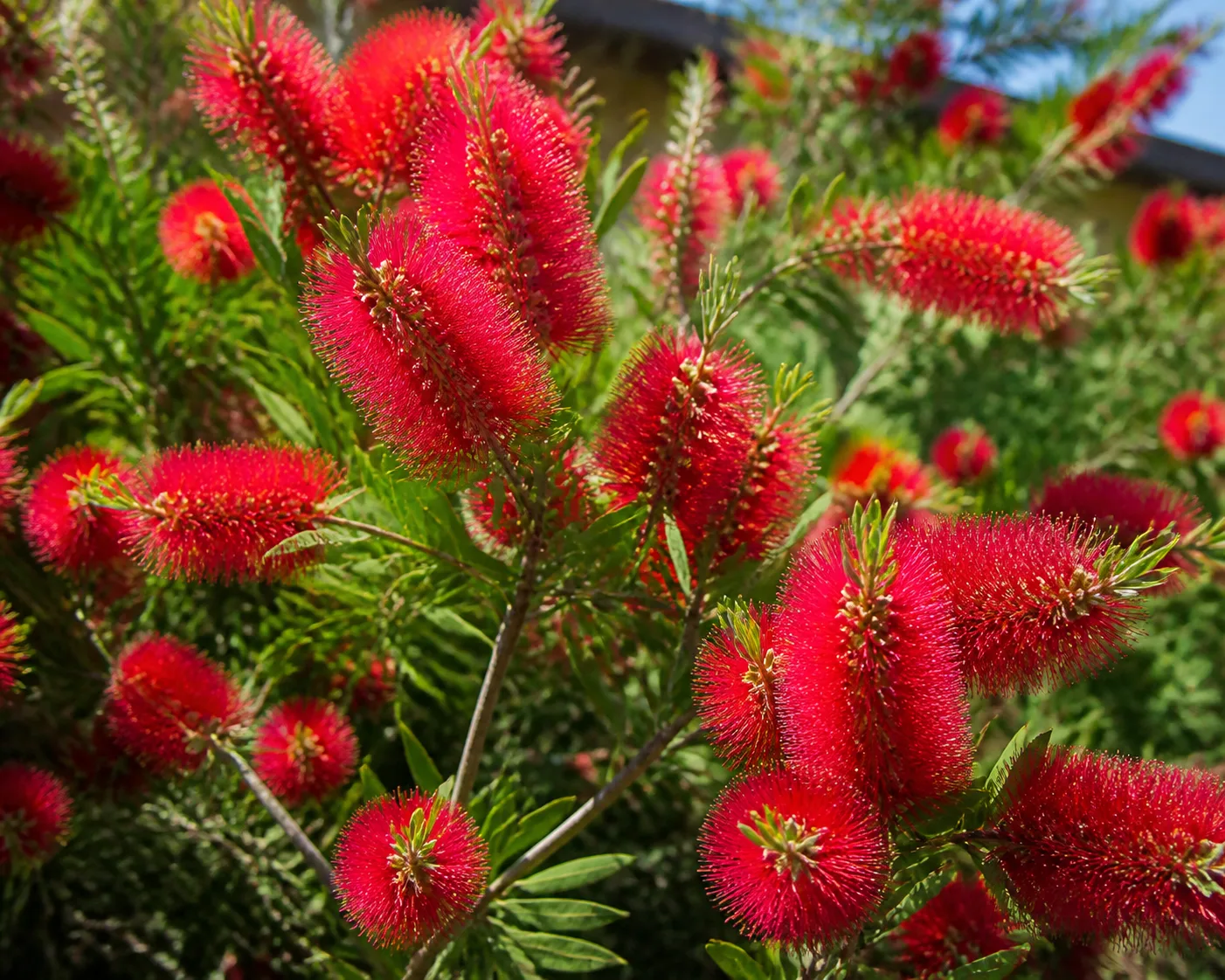 Bottlebrush shrub with red brush-like flower spikes in full sun
