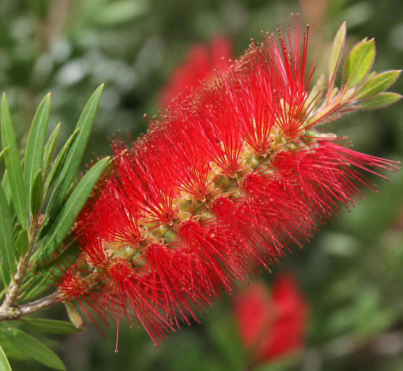 Close view of red bottlebrush flowers and narrow evergreen leaves