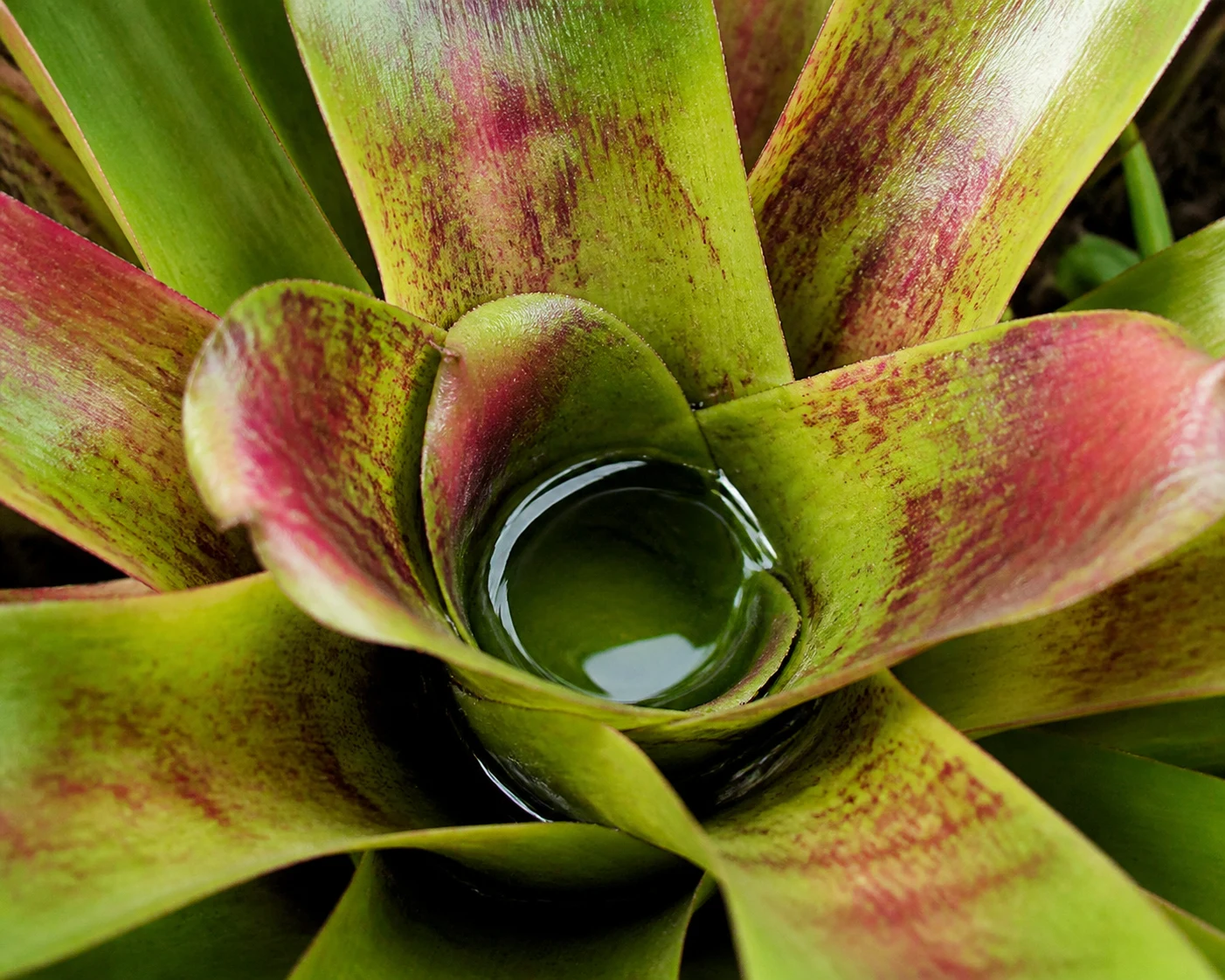 Close view of a bromeliad's central water-holding cup formed by overlapping leaf bases