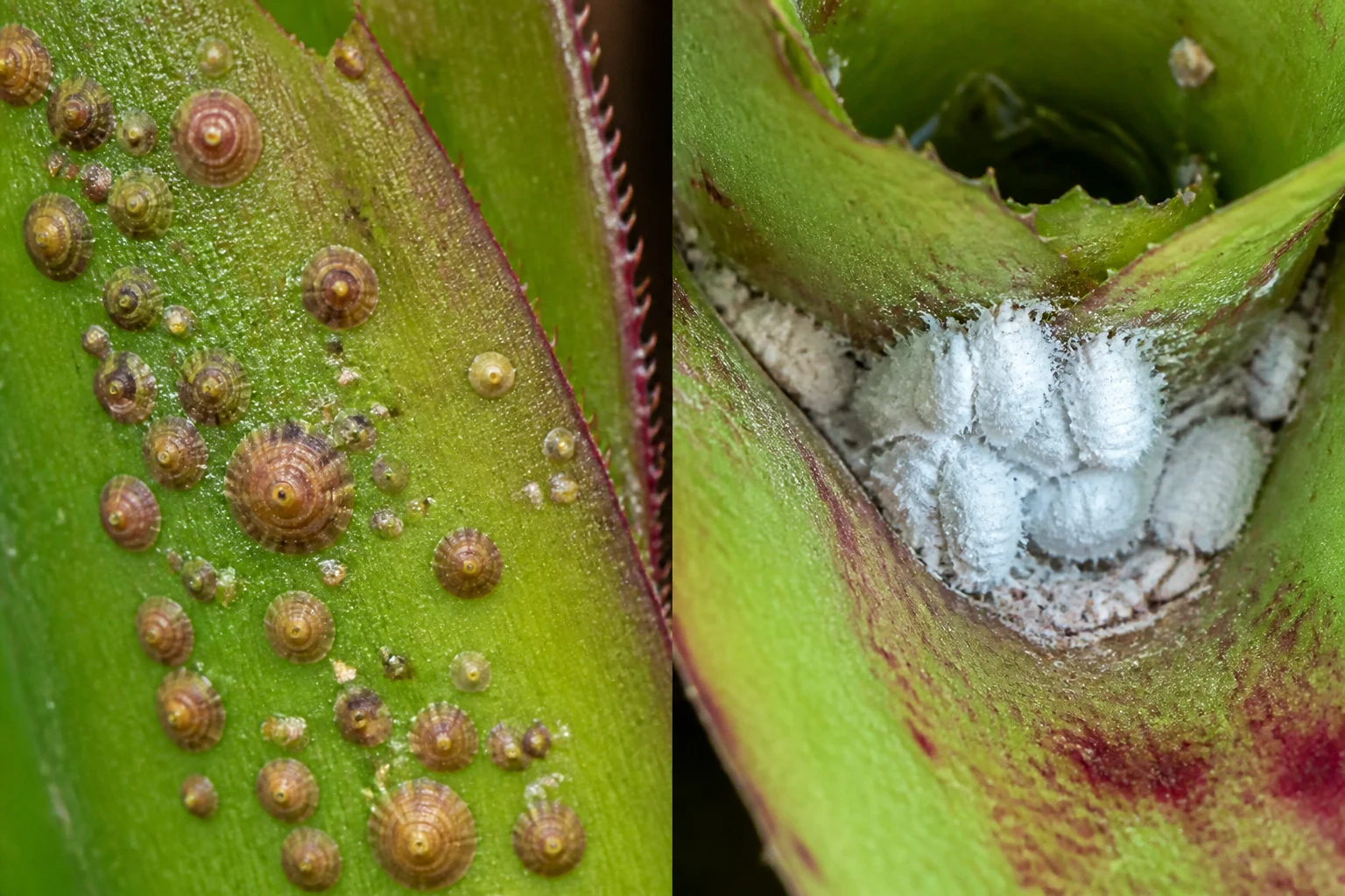 Close comparison of hard tan scale insect bumps on a bromeliad leaf beside cottony white mealybug clumps at a leaf base