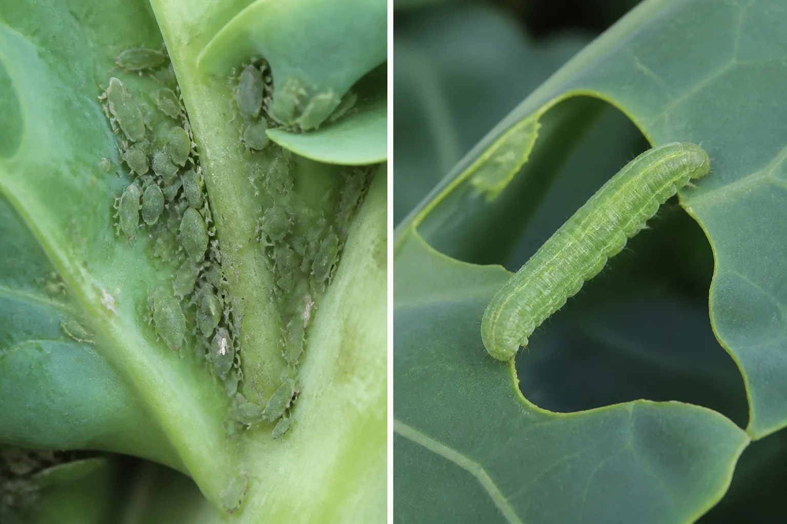 Side-by-side comparison of aphids clustered in a Brussels sprouts leaf axil and a cabbage worm chewing a leaf