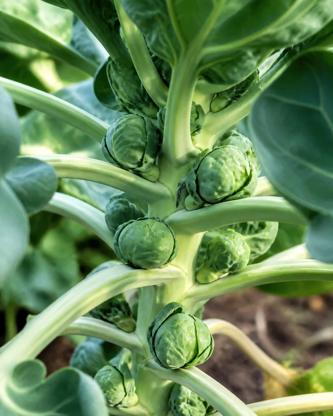 Close view of Brussels sprouts forming along a thick stalk with broad leaves still attached