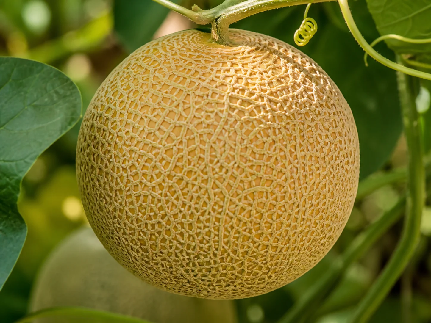 Close view of netted cantaloupe fruit hanging on the vine near ripening