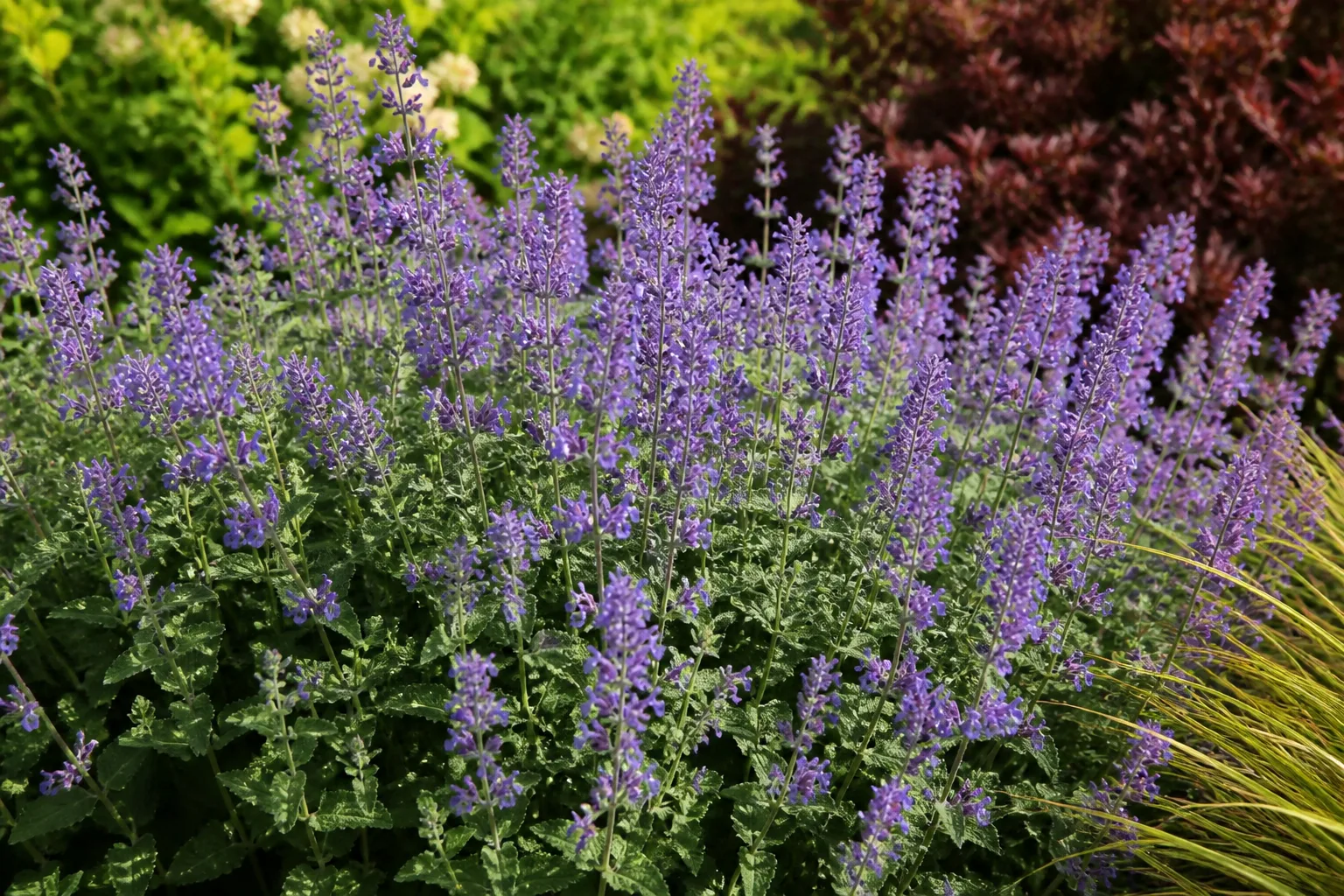 A mounding catmint clump covered in slender blue-violet flower spikes above small gray-green scalloped foliage in a sunny border