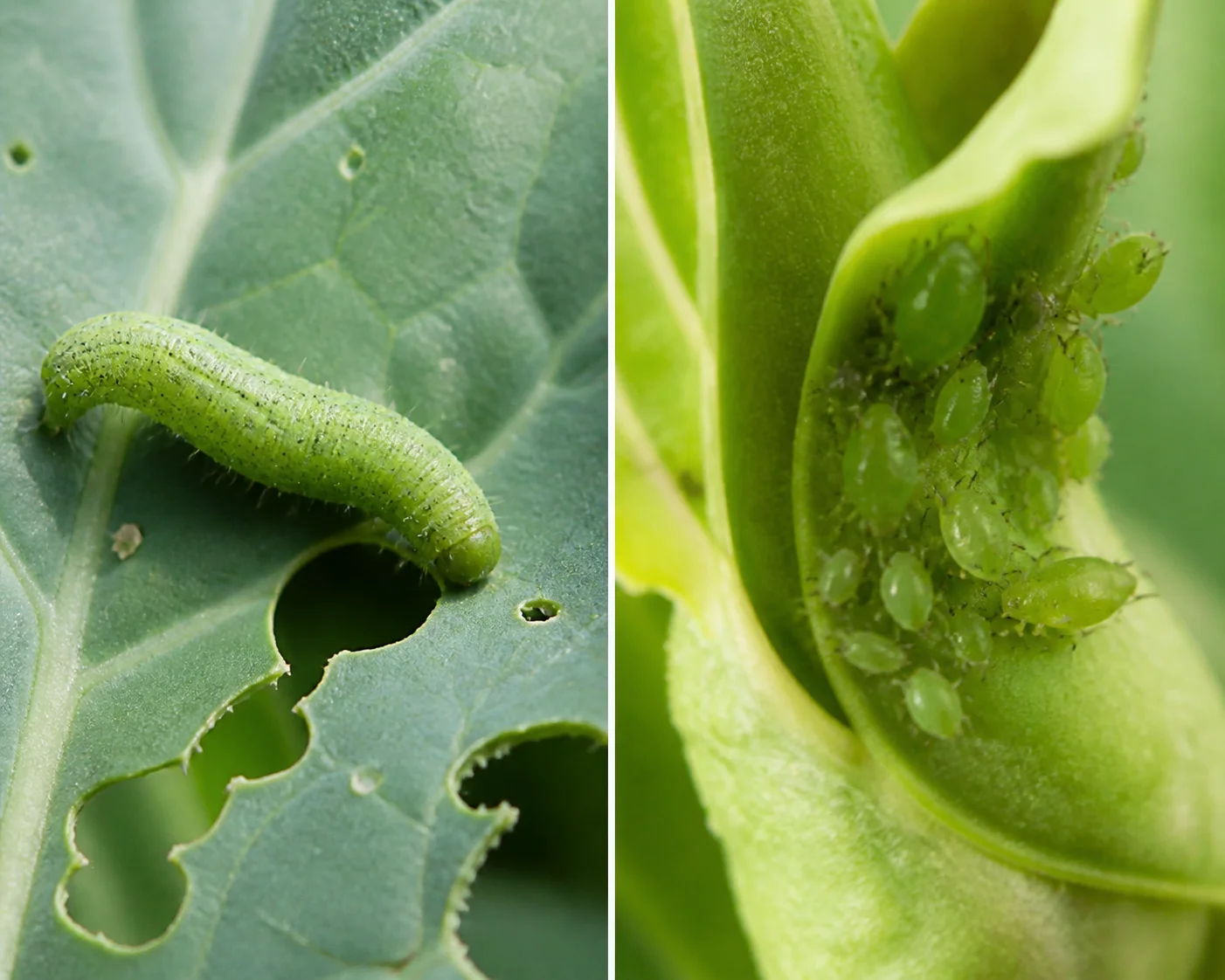 Comparison of a cabbage worm chewing a leaf versus a cluster of aphids in a leaf fold