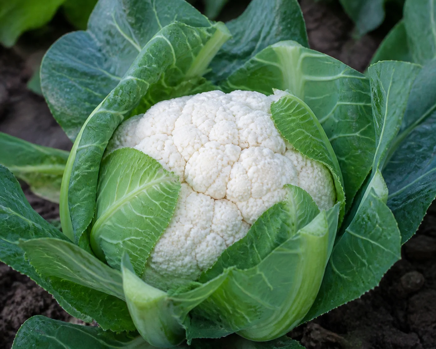 White cauliflower head wrapped by green leaves in a cool-season garden row