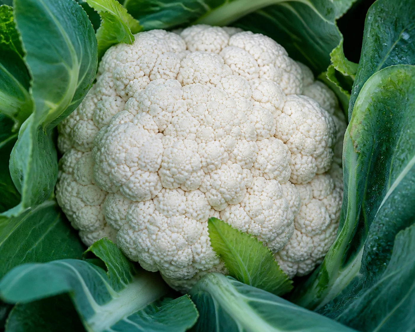 Close view of a tight cauliflower curd with outer leaves folded around it
