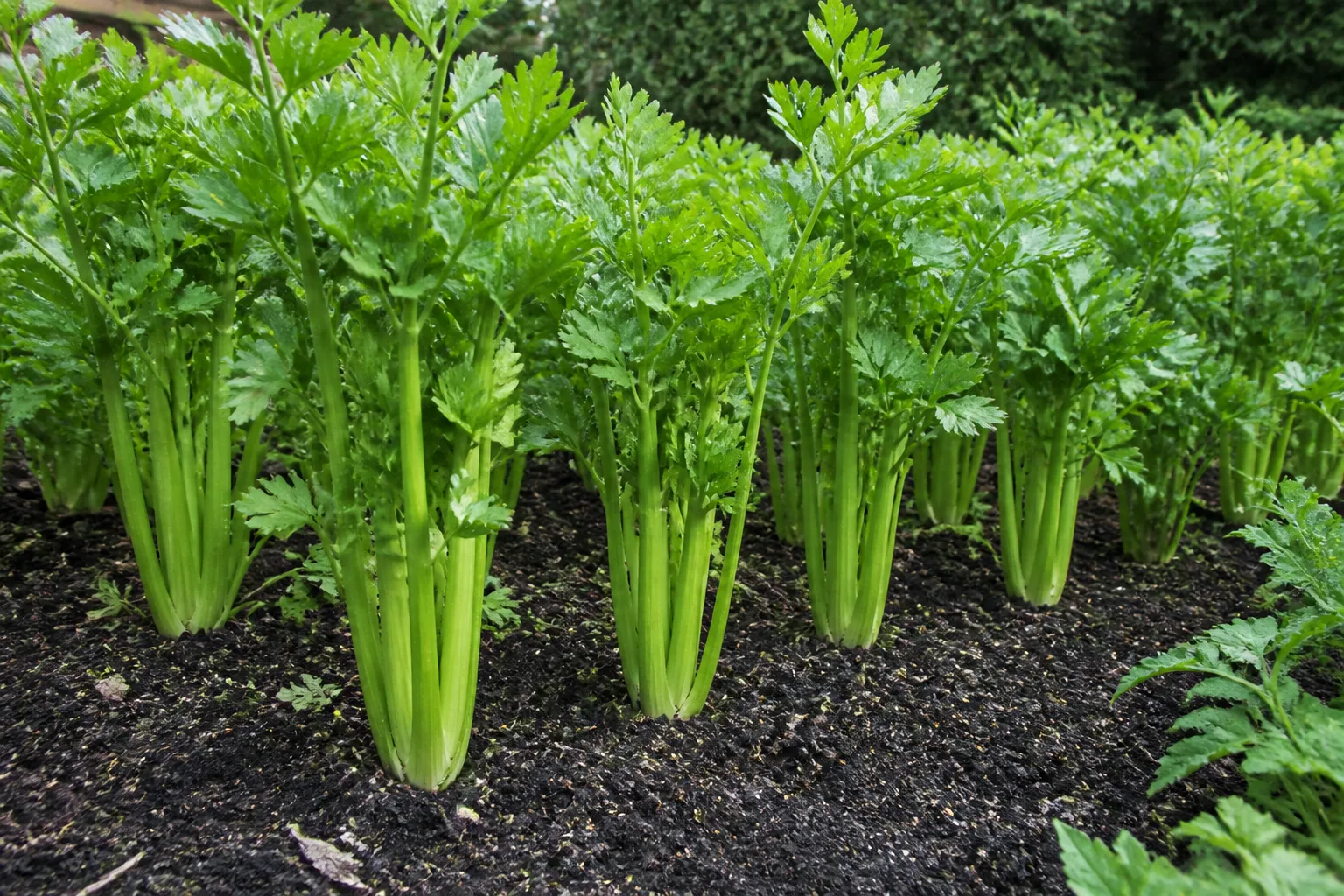 Rows of pale green celery stalks growing in a compost-rich vegetable bed