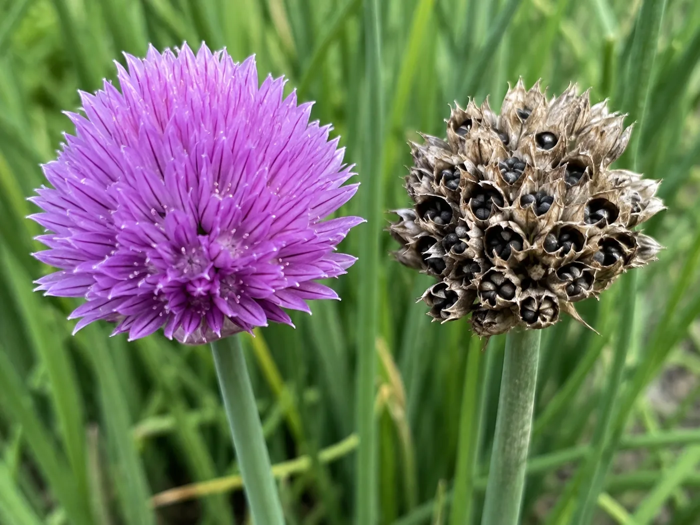 Two chive flower heads side by side, the left a fresh round head of bright purple petals, the right faded to dry papery brown with black seeds showing in the open segments