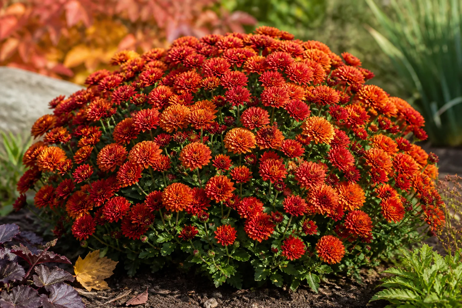 Chrysanthemum plant in bloom in a garden setting