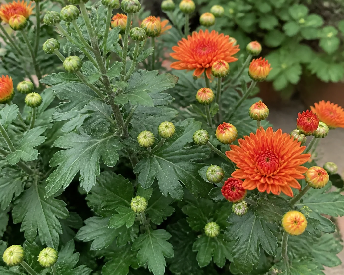 Chrysanthemum foliage and flowers showing growth habit for care reference