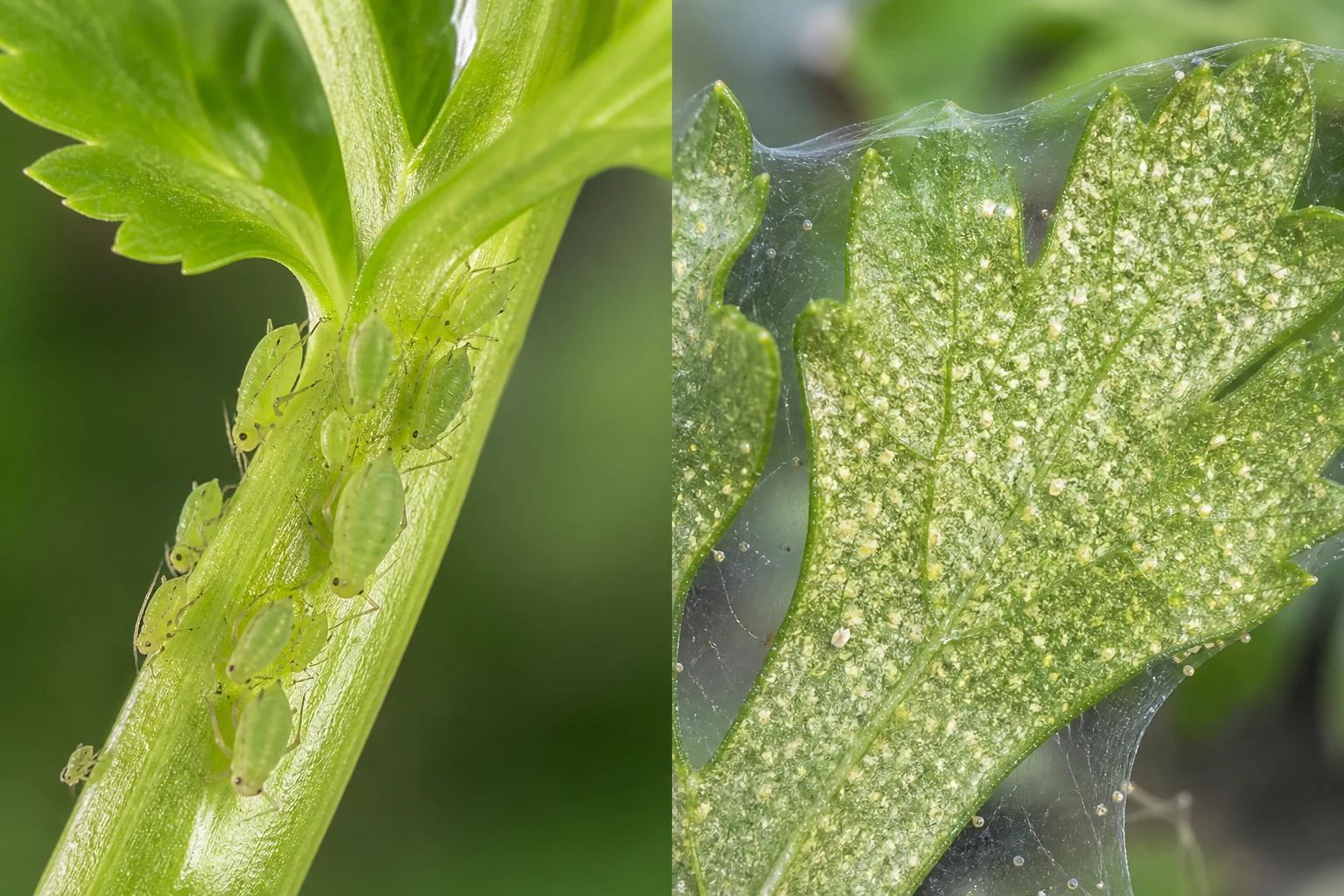 Close comparison of clustered green aphids beside fine spider mite webbing and stippling on a cilantro leaf