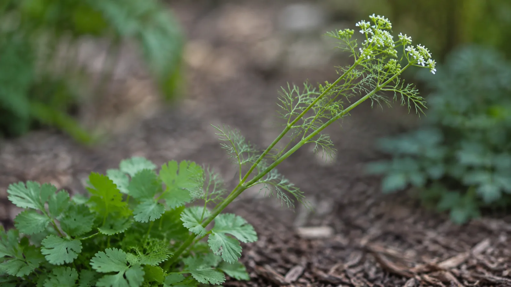 A cilantro plant beginning to bolt, with broad flat scalloped leaves at the base and narrow lacy fern-like foliage on the rising flower stalk above