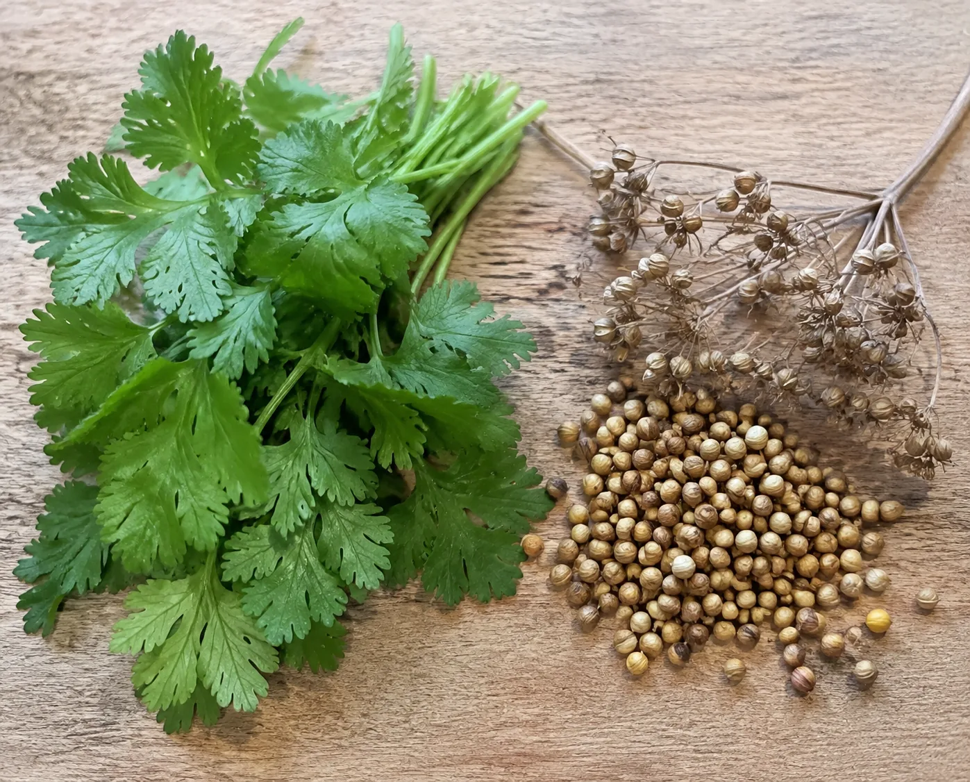 Fresh green cilantro leaves on a wooden board beside a dried seed head and a pile of round tan coriander seeds