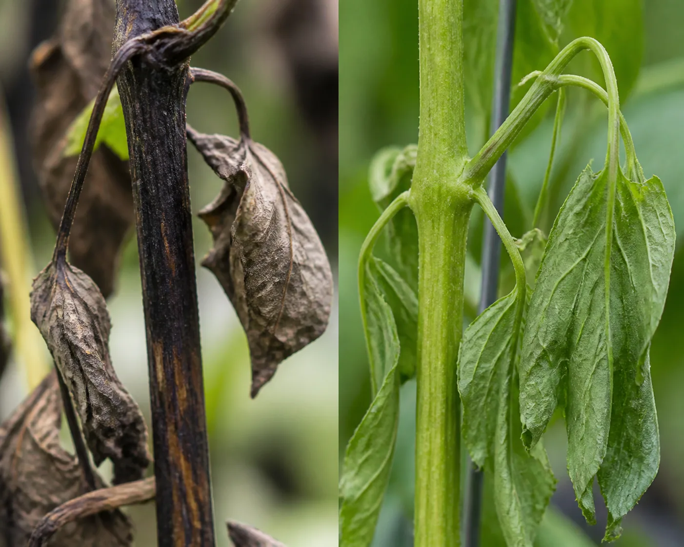 Close comparison of a clematis stem blackened from the top down by clematis wilt beside a clematis stem with green tissue but drooping leaves from drought stress