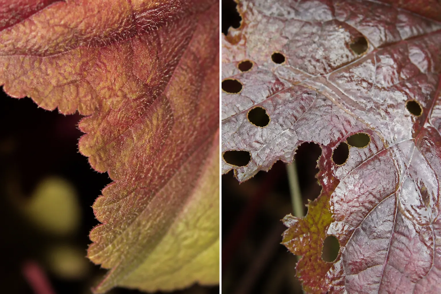 Close comparison of evenly scalloped vine weevil notching on a coral bells leaf edge beside ragged slug-chewed holes with a silvery slime trail