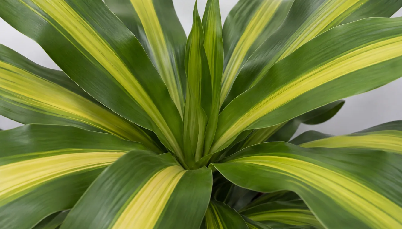 Developing central leaves surrounded by broader yellow-striped leaves in a corn plant crown