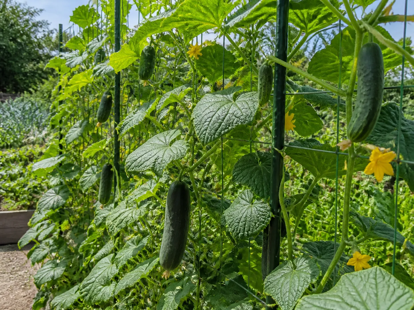 Cucumber vines climbing a trellis with yellow flowers and hanging green fruit