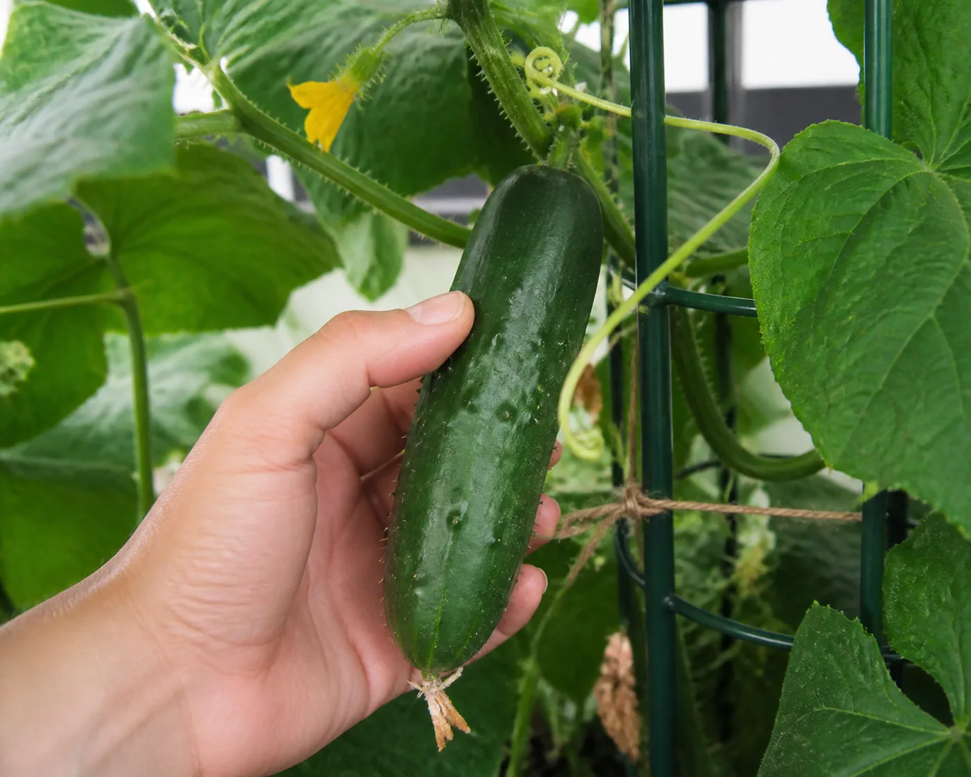 Hand harvesting dark green cucumbers from a trellised garden vine