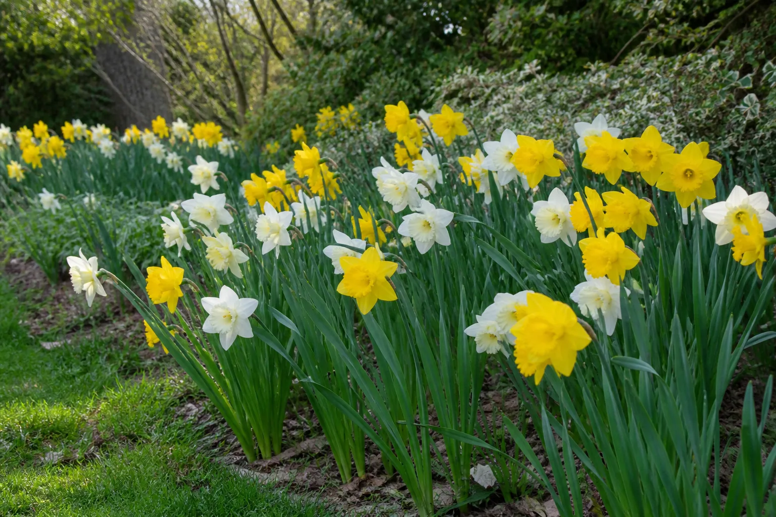 Daffodil plant in bloom in a garden setting