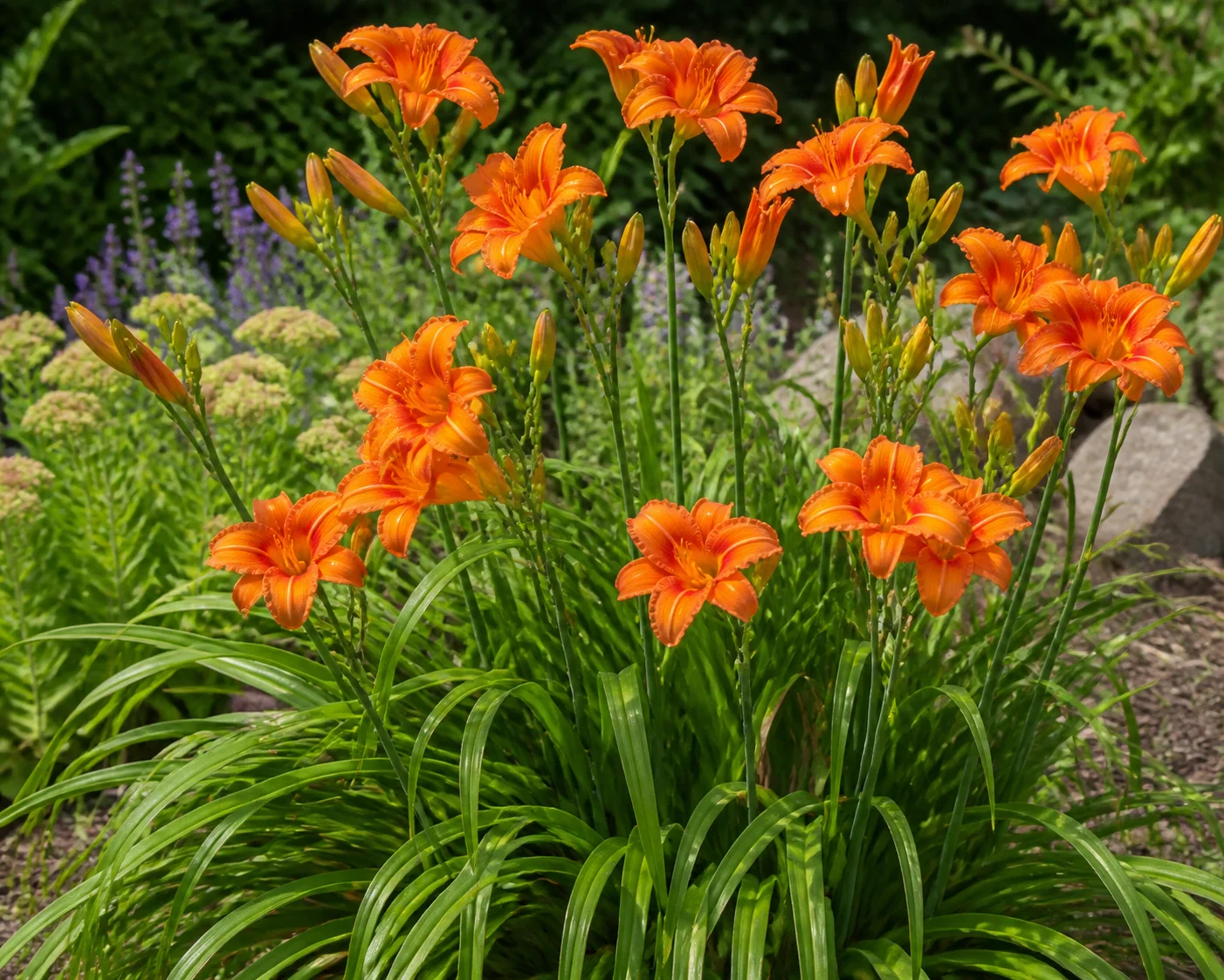 Daylily clump with bright orange trumpet-shaped flowers on tall scapes in a sunny garden bed