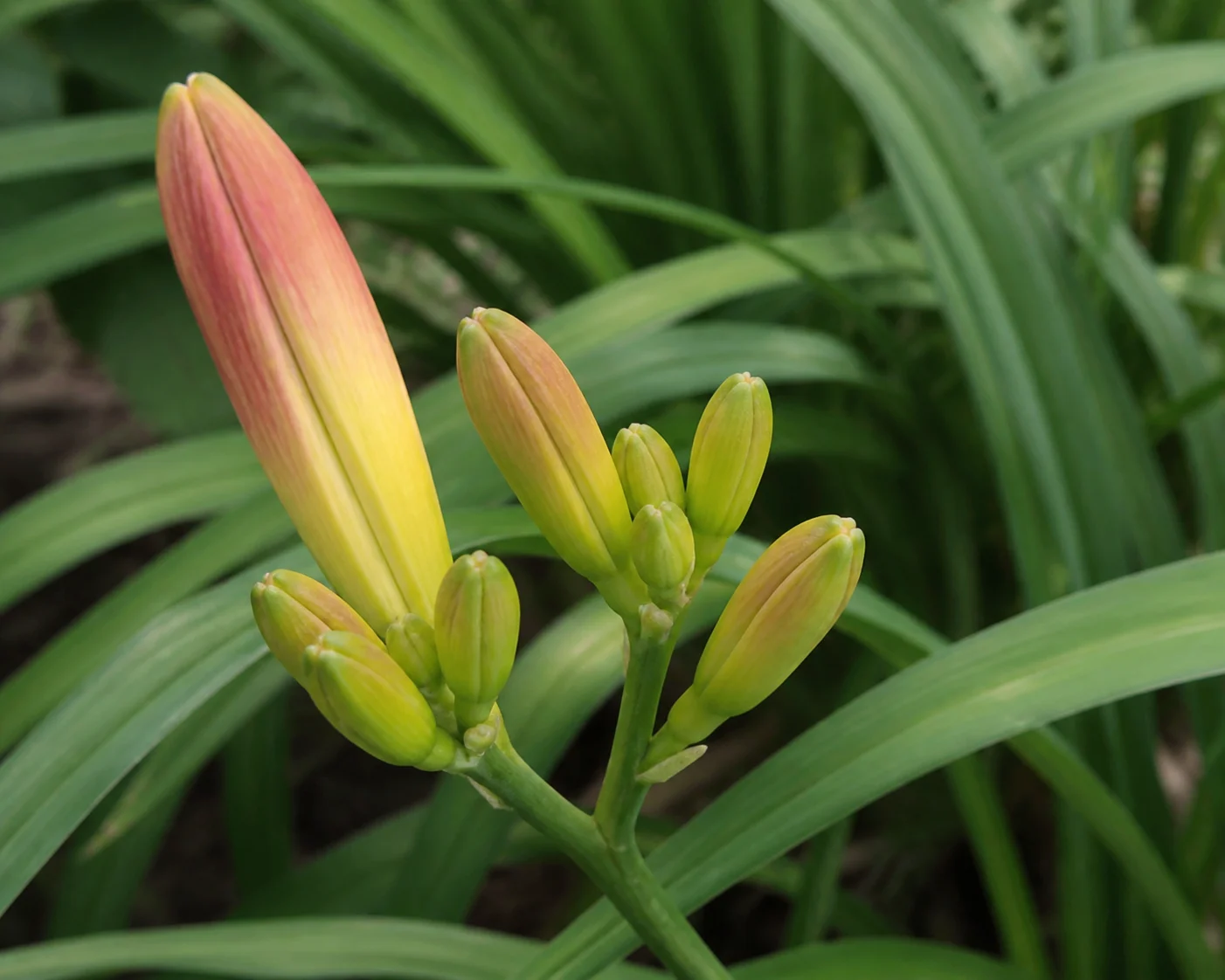 Close view of a daylily fan with strappy foliage and a flower scape budding with multiple blooms