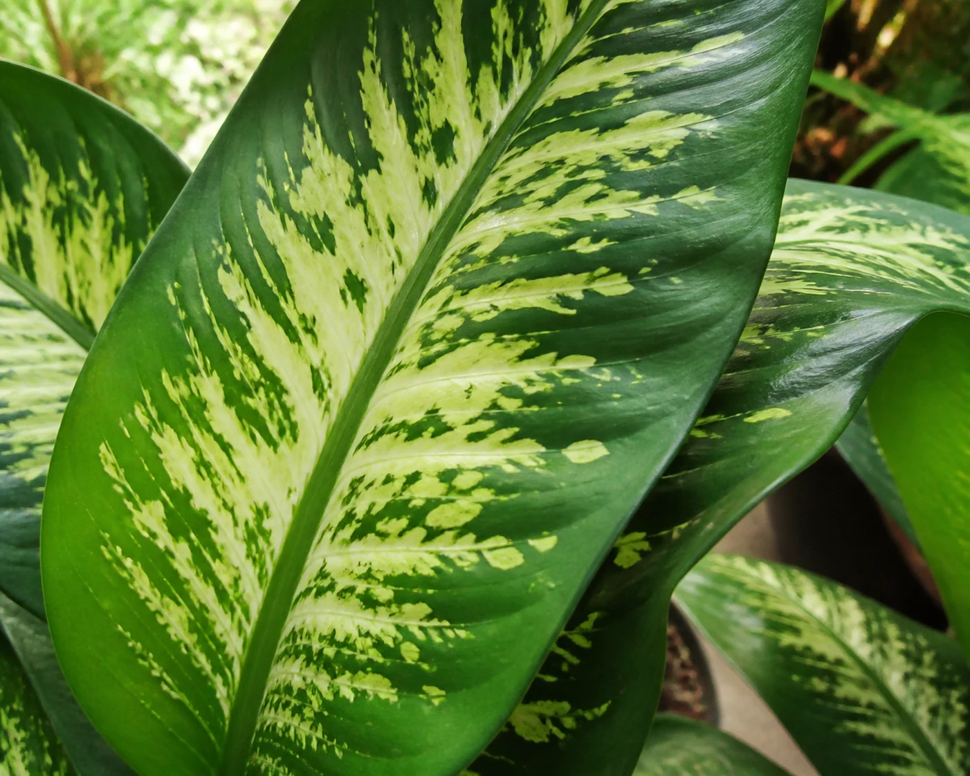 Close view of Dieffenbachia leaf pattern showing cream and yellow speckles on glossy green foliage