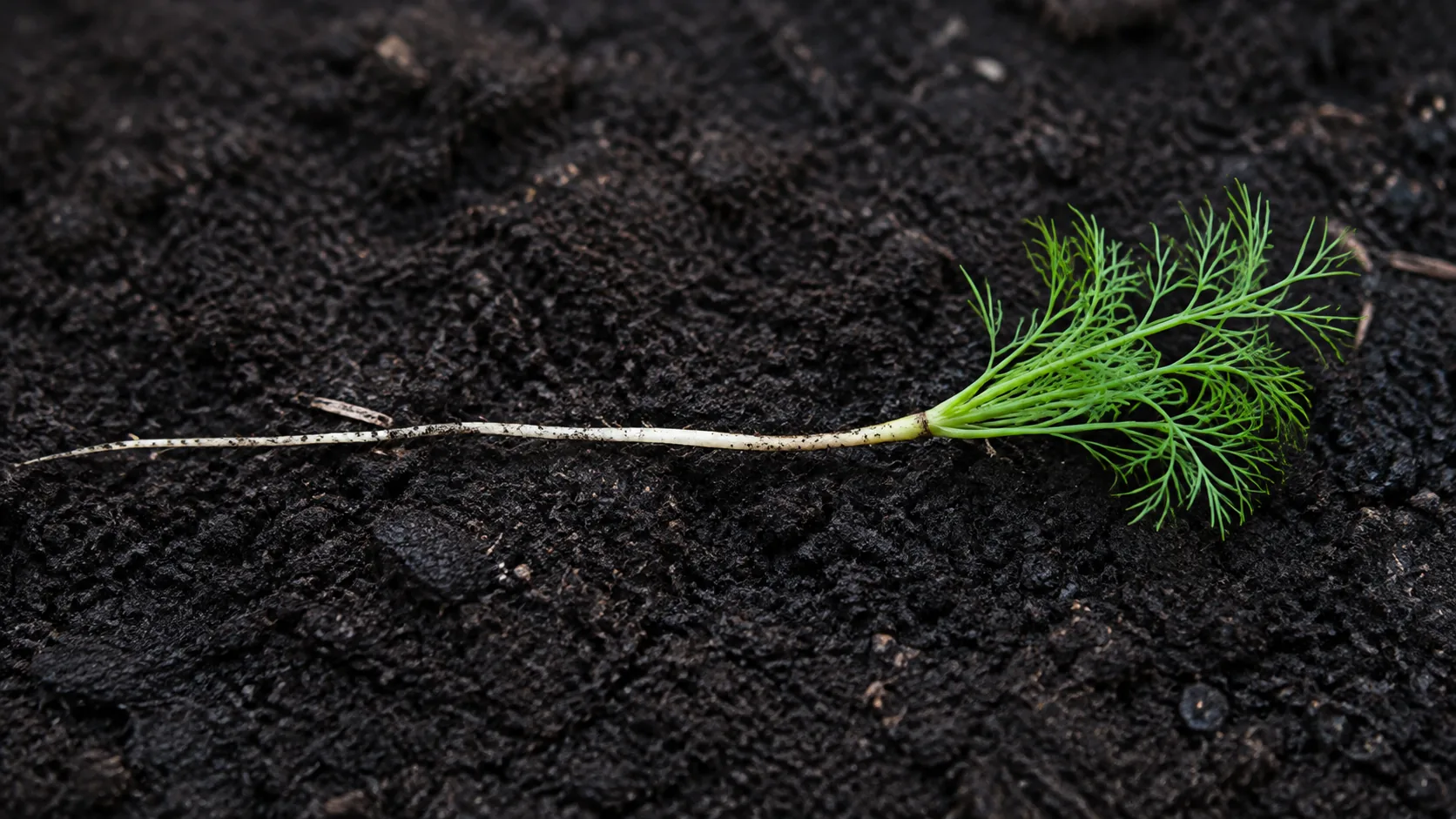 A young dill seedling laid on dark soil, its single pale taproot stretching away to one side and clearly longer than the small tuft of feathery foliage