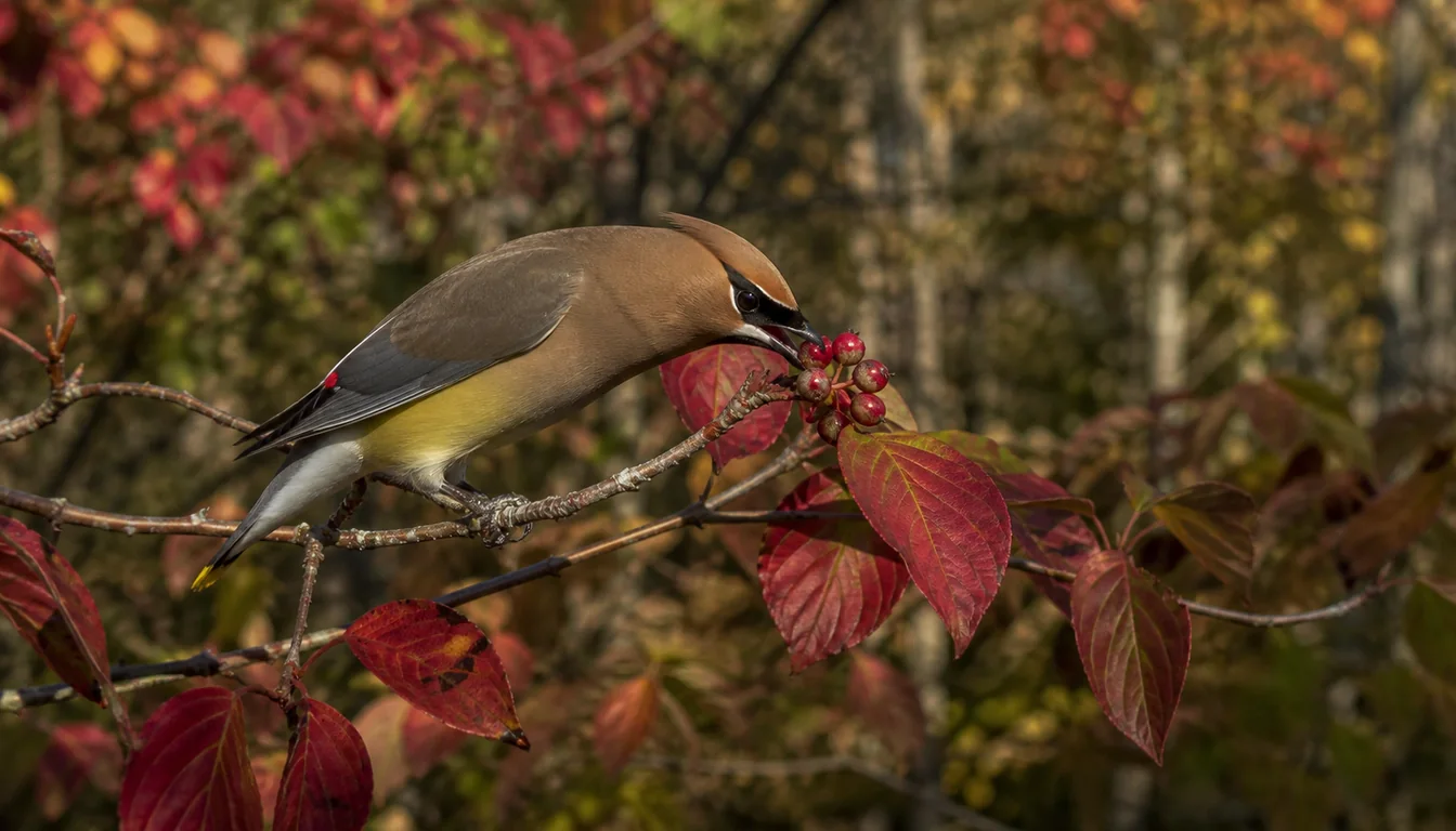 Cedar waxwing feeding on red flowering dogwood fruit among warm red autumn leaves in a native garden