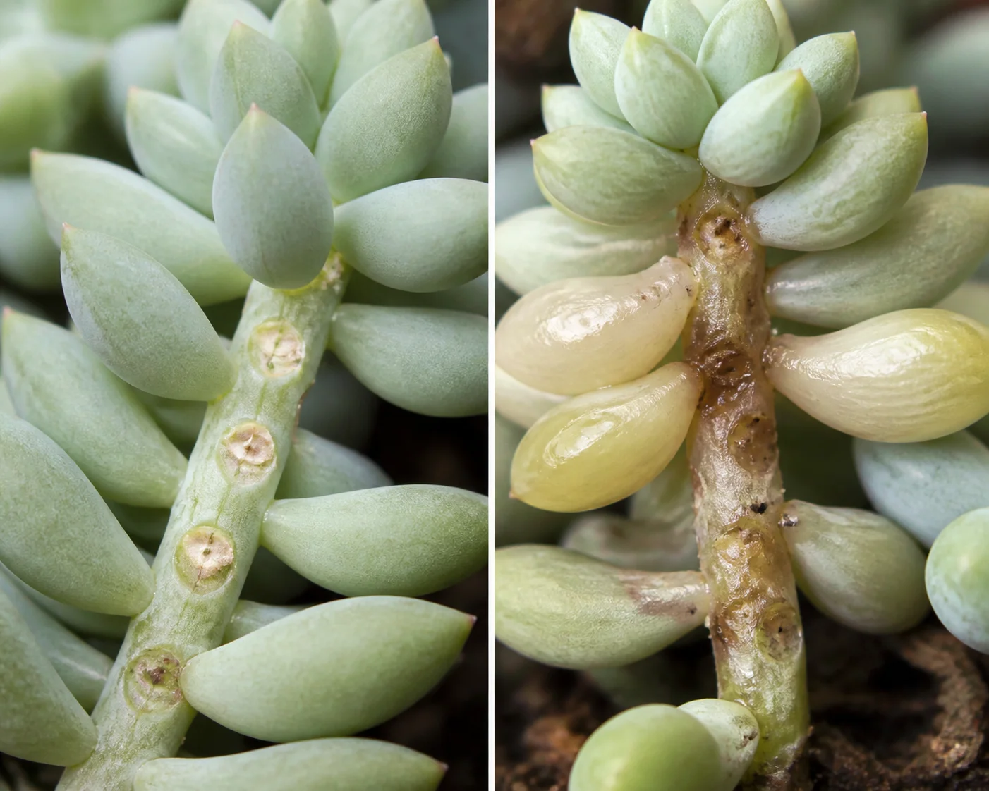 Side-by-side Donkey Tail stem comparison showing clean detachment scars from handling next to soft translucent leaves from crown rot