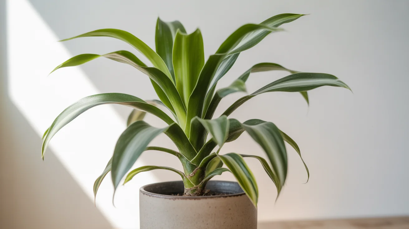 Short Dracaena cane with a crown of broad green and yellow-striped leaves