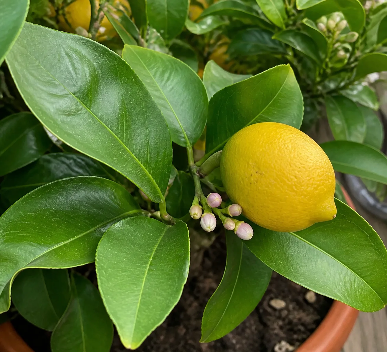 Container citrus foliage and fruit detail for dwarf citrus care