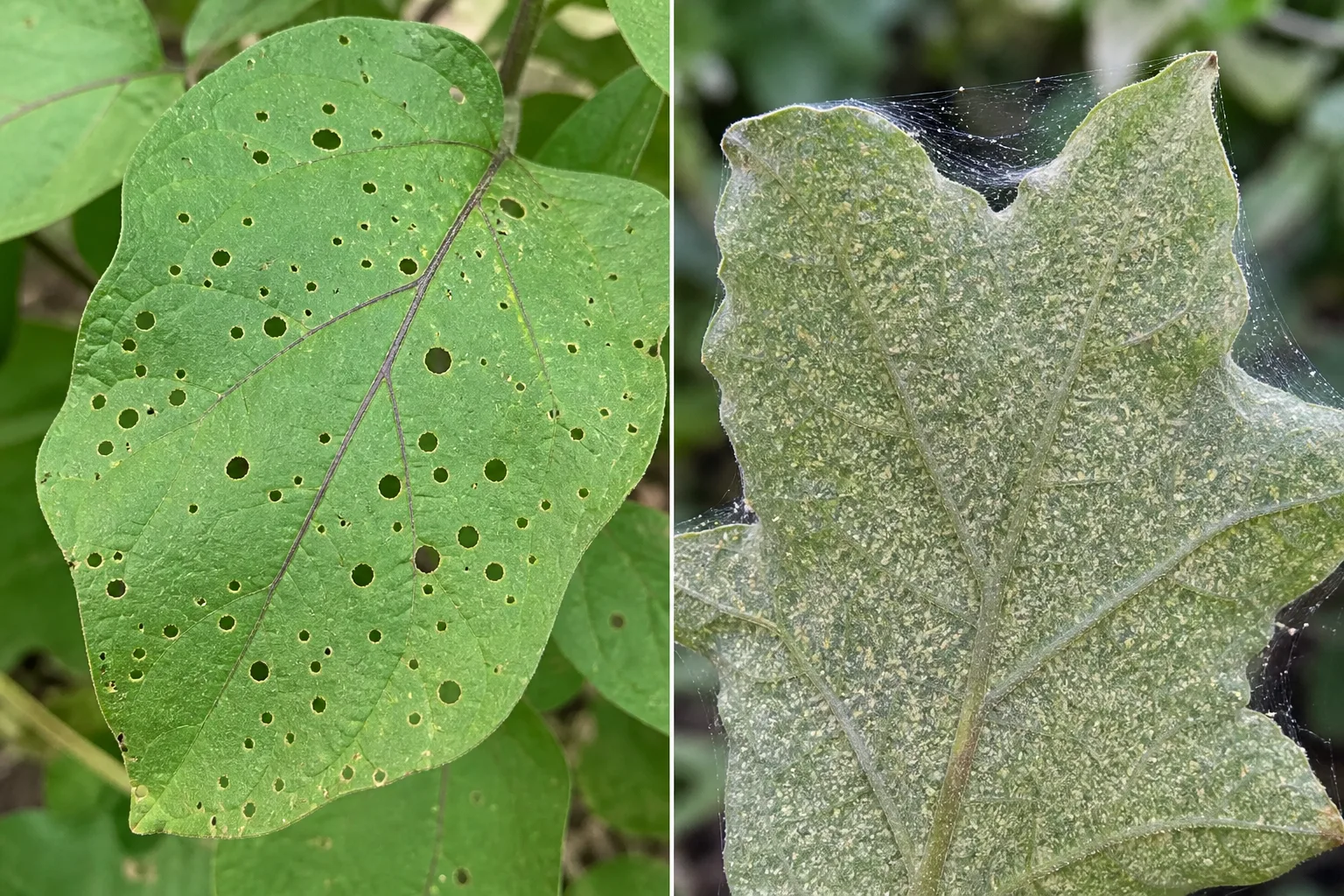 Side-by-side eggplant leaf comparison showing dense flea beetle shot holes beside fine spider mite webbing and pale stippling