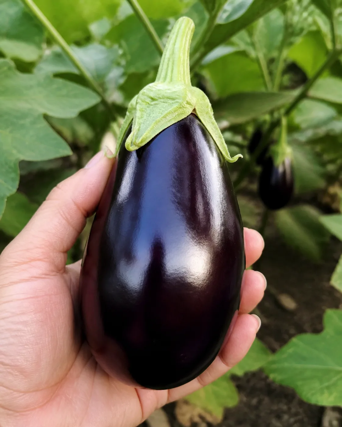 Hand holding a shiny harvested eggplant beside the plant and green calyx