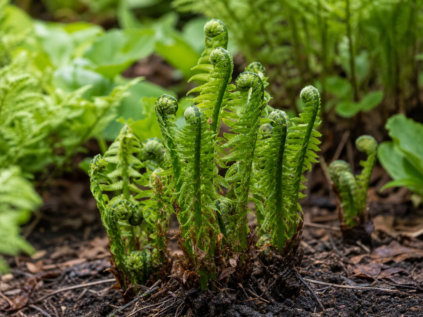 Close detail of fern fronds emerging from moist woodland soil