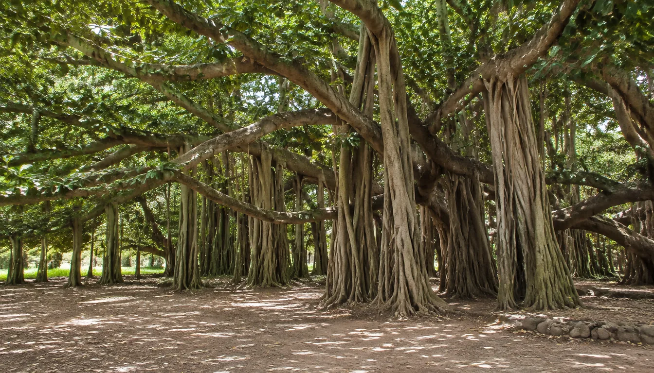 Large banyan canopy with descending aerial roots and thick supporting trunks outdoors
