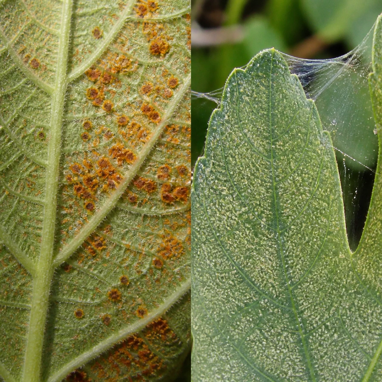 Close comparison of rusty orange-brown fig rust spots on a leaf underside beside pale spider mite stippling and webbing on a fig leaf