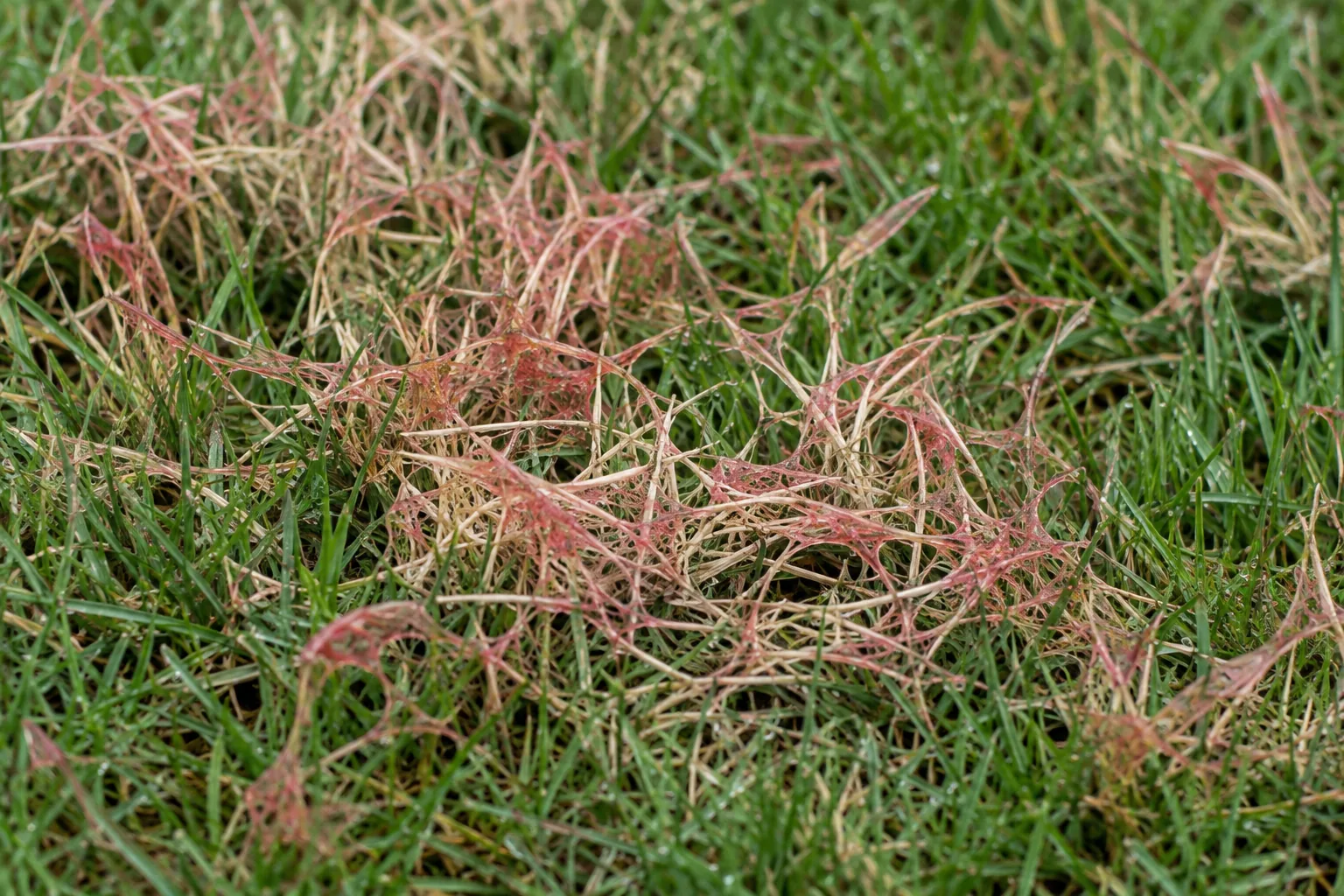 Close view of red thread disease in a fine-leaved lawn, with bleached straw-colored blades bound together by pinkish-red thread-like strands