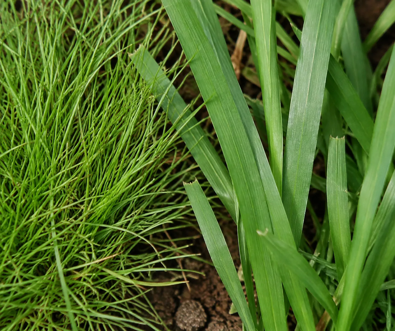 Macro comparison of grass leaf width, with very fine needle-like fine fescue blades on the left beside much wider flat tall fescue blades on the right at the same scale