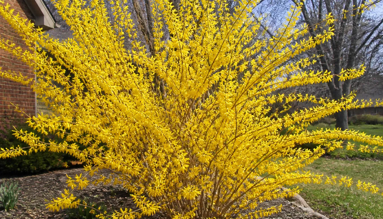 Forsythia shrub covered in yellow flowers on arching bare stems in early spring