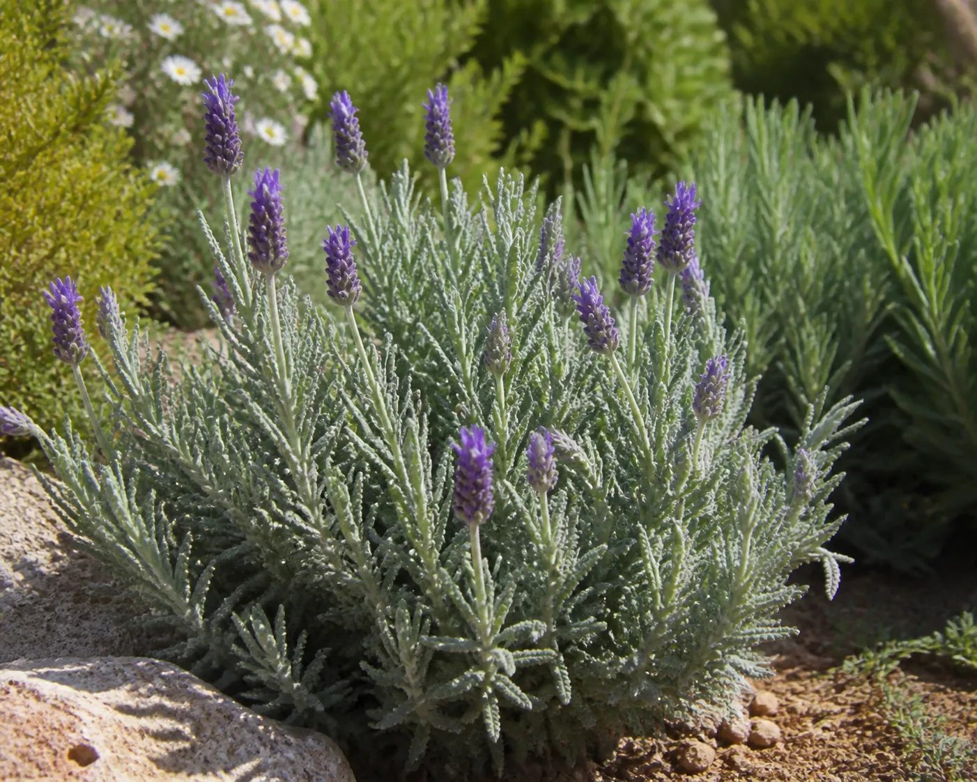 French Lavender plant
