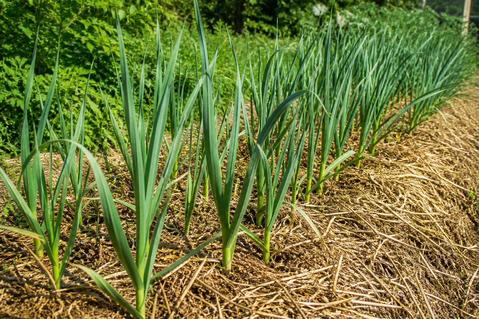 Mulched Allium sativum bed with upright blue-green leaves growing in spring sunlight