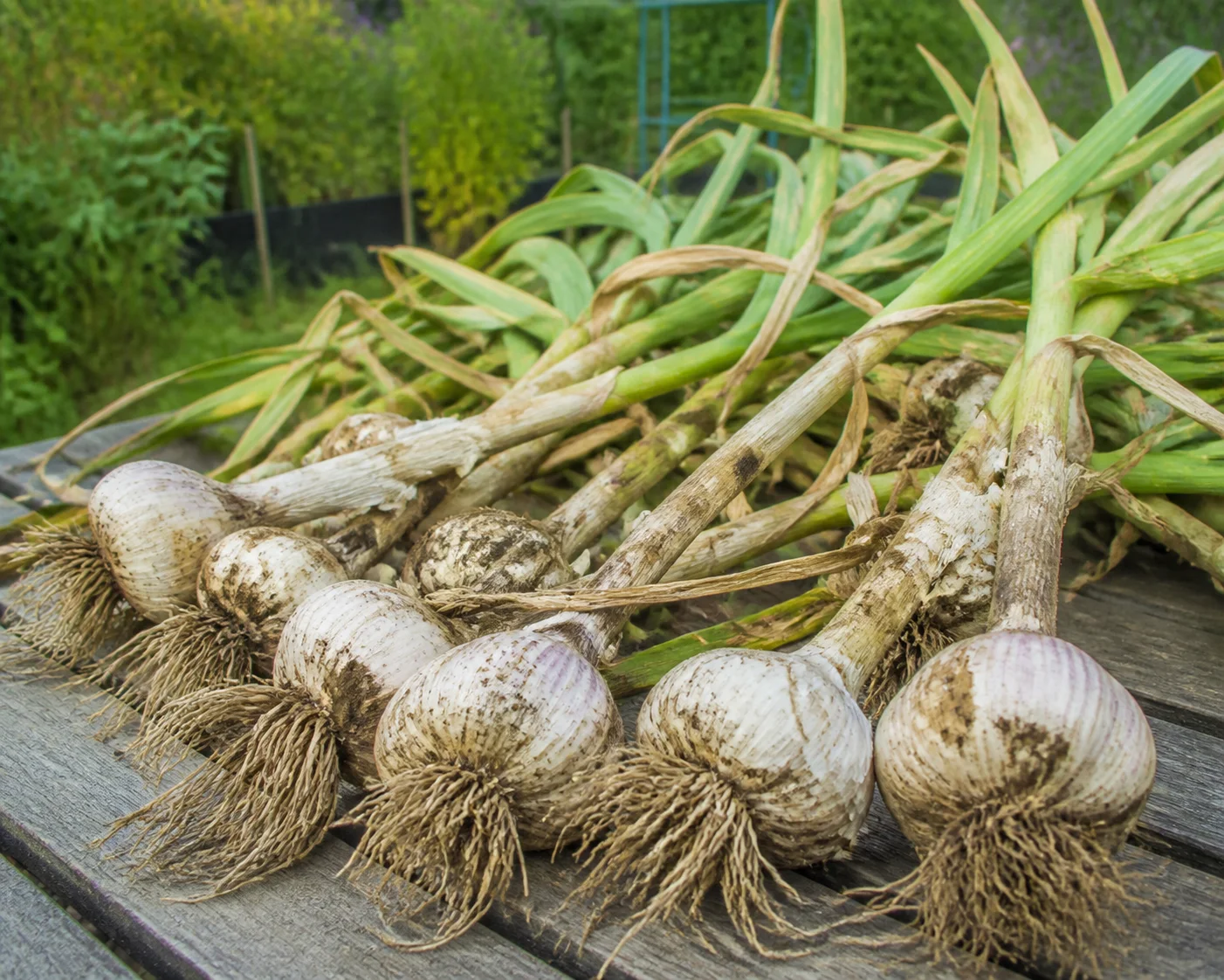 Freshly pulled Allium sativum bulbs curing with roots and leaves still attached