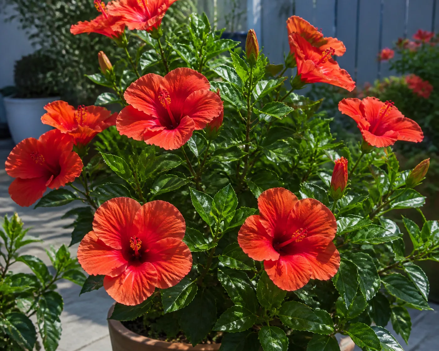 Tropical Hibiscus plant in bloom in a garden setting