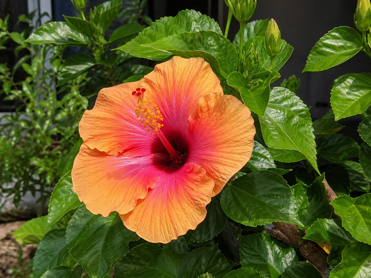 Tropical Hibiscus foliage and flowers showing growth habit for care reference