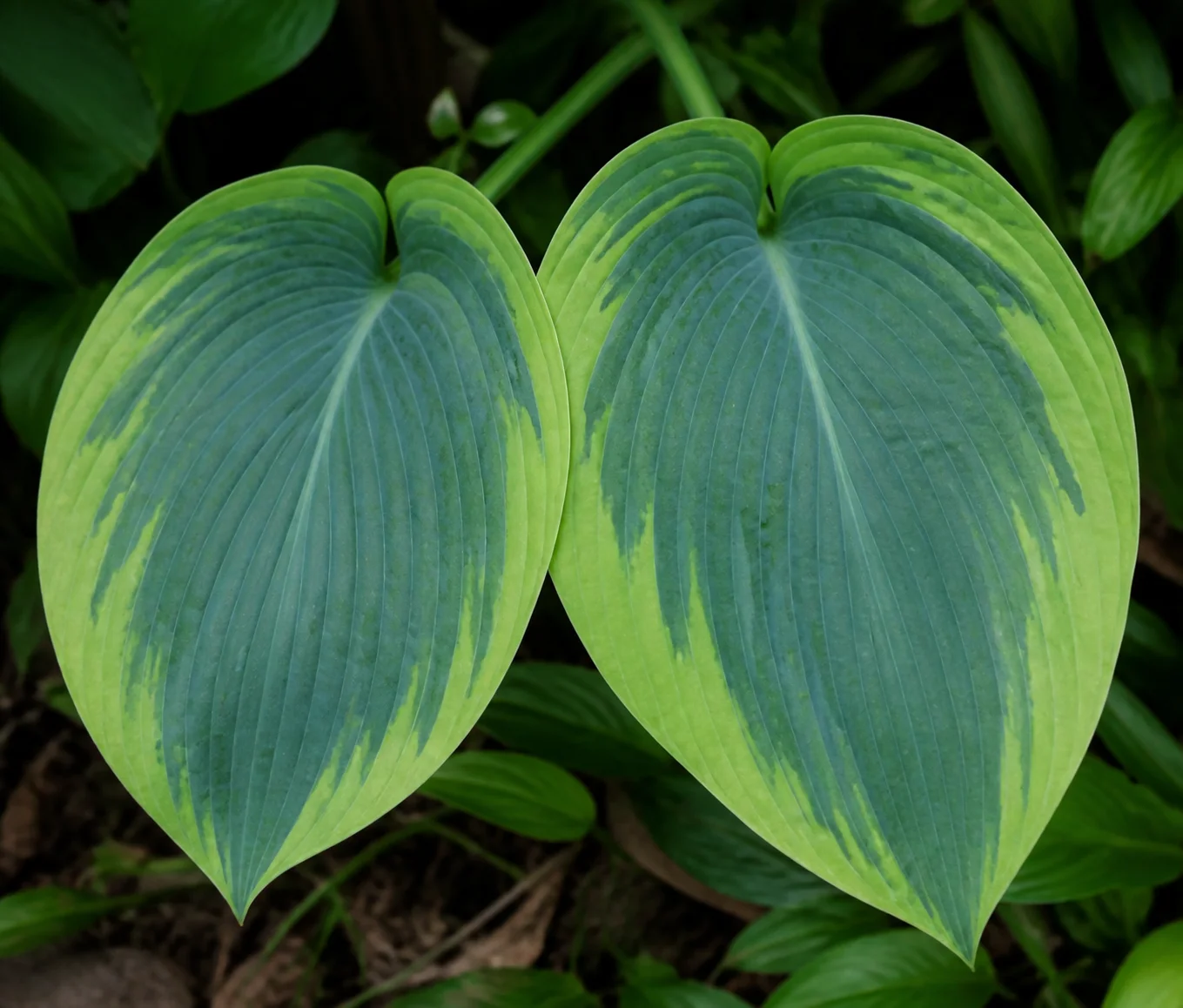 Close view of two hosta leaves showing heart-shaped blue-green variegated pattern and veins