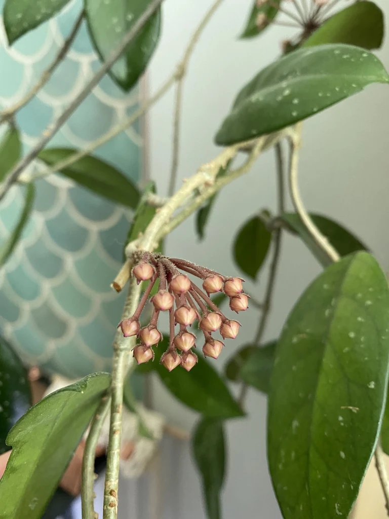Hoya carnosa flower buds joined by individual stalks to a short shared peduncle on the vine