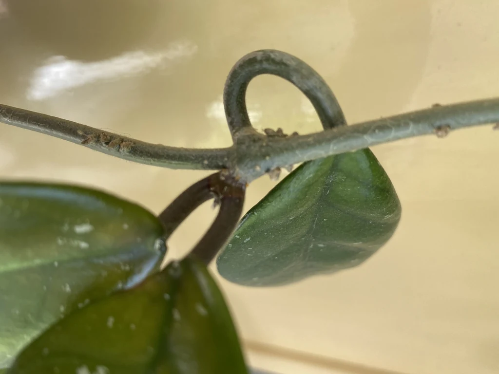 Close view of paired Hoya leaves attached at a stem node with small root beginnings along the stem